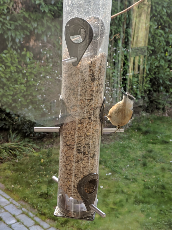 A red-breasted nuthatch at a feeder.